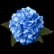 Exquisite Blue Hydrangea